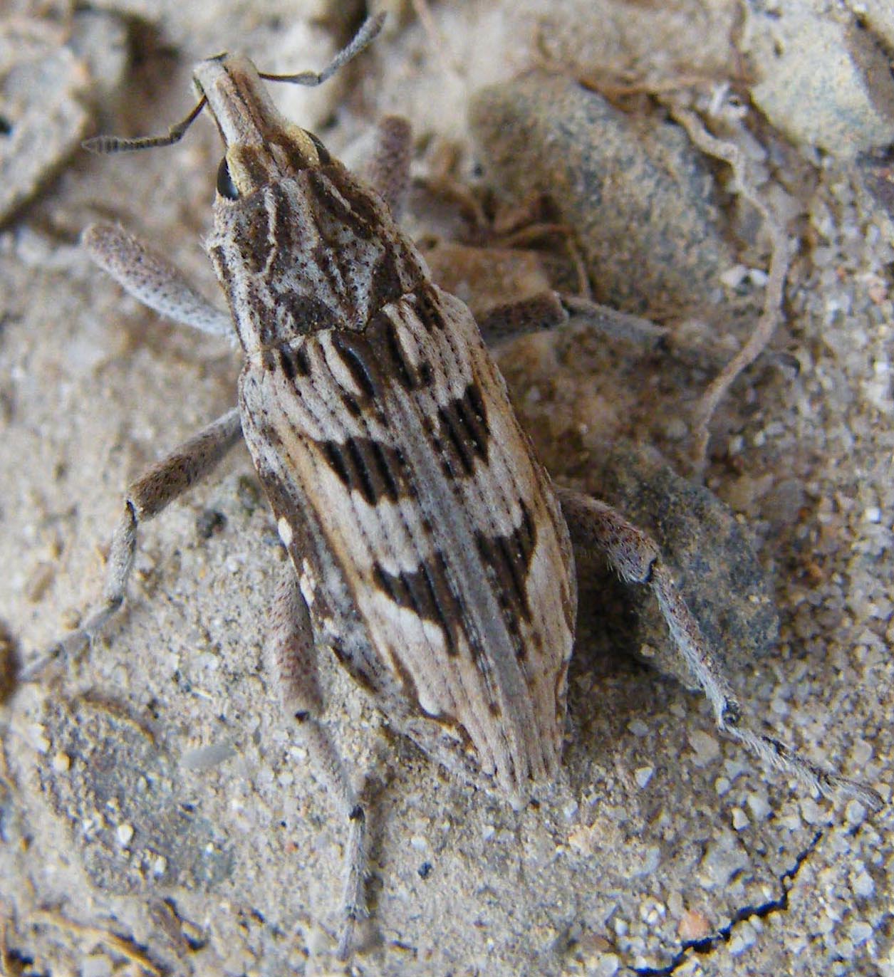 Stephanocleonus excoriatus ?